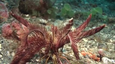 Mercan resifinde tüylü yıldızlar