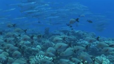 büyük göz barracudas Okulu