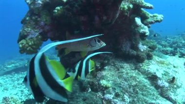 resif üzerinde afiş balıklar ile sincap balık