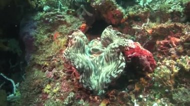 renkli derasa deniz tarağı