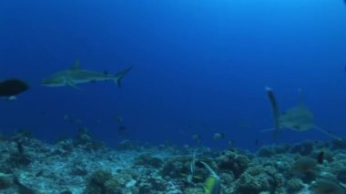 resif üzerinde gümüş uçlu köpekbalıkları
