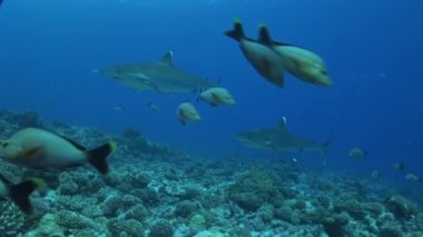 cerrah balık sürüsü yakın çekim