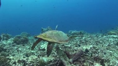 dalgıçlar için yüzme hawksbill kaplumbağa