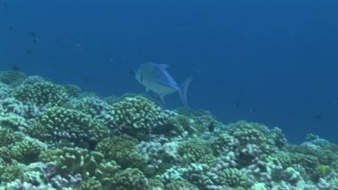 resif üzerinde mavi yüzgeçli jackfish avcılık
