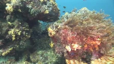 renkli mercan resif balık