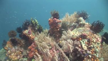 Tropikal balıklar ve mercanlar