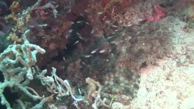 kum üzerine yalan wobbegong yakın çekim