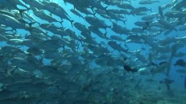 büyük göz jackfish Okulu