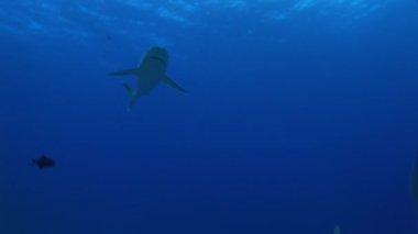 gümüş uçlu köpekbalığı kamera üzerinde yüzme