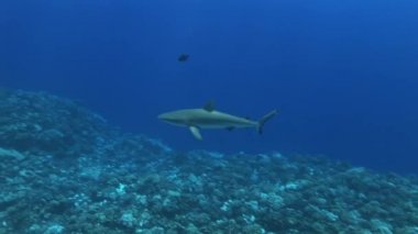 Manta ray kamera üzerine Yüzme