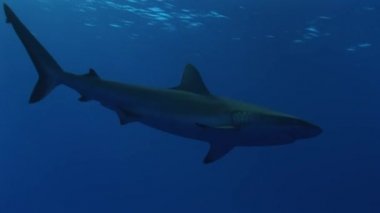 reefshark mavi okyanus