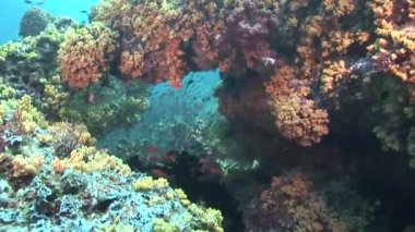 Tropikal balıklar ve mercanlar