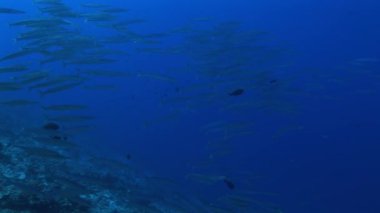 büyük göz barracudas Okulu