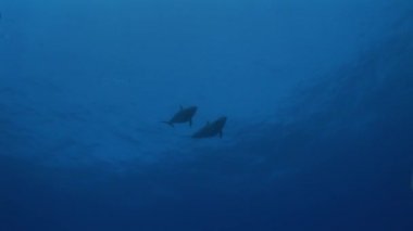olphins yaklaşım yüzey