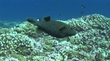 resif üzerinde Yüzme pufferfish