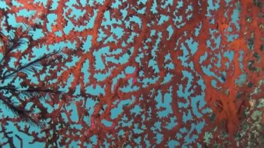 gorgone mercan ve küçük balıklar