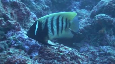resif üzerinde Yüzme angelfish