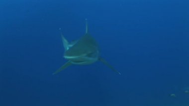 silvertip köpekbalıkları kameraya yaklaşıyor, yakından