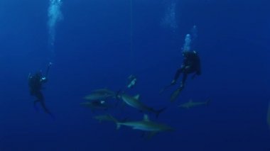 yem çevresinde gri reefsharks