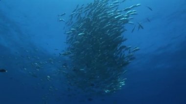 büyük göz jackfish Okulu