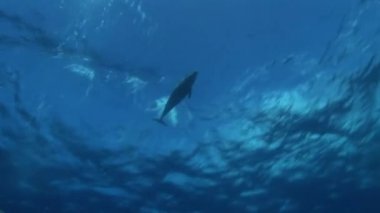 Yunus okyanus yüzeyi