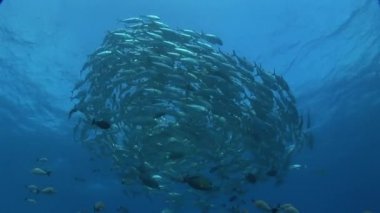 büyük göz jackfish Okulu