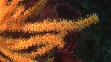 deniz altındaki renkli mercan