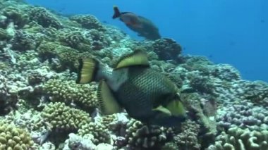 titan tetik balık çatlama mercanlar