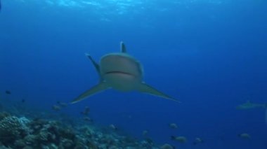 silvertip köpekbalıkları kameraya yaklaşıyor, yakından
