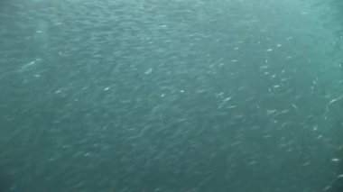 Hamsi büyük sürüsü