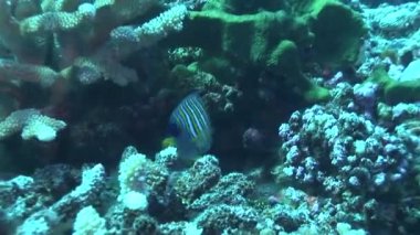 resif üzerinde Yüzme angelfish
