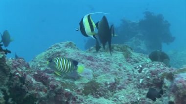 resif üzerinde Yüzme angelfish