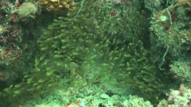 glassfishes mercan içinde yüzme okulu