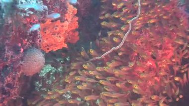 glassfishes mercan içinde yüzme okulu
