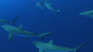 yem çevresinde gri reefsharks