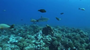 reefshark yaklaşımlar ve geçmek