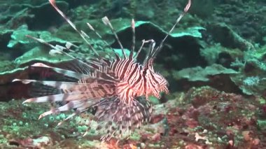 Aslan Yüzme üzerinde resif balık