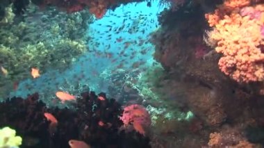 tropikal balık ve mercan