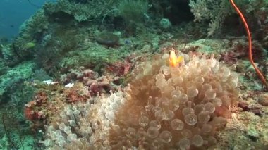 Bir yaşam mercan palyaço balık