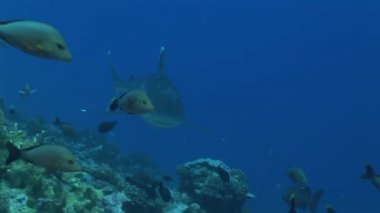silvertip köpekbalıkları kameraya yaklaşıyor, yakından