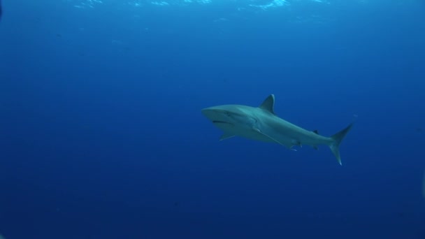 Silvertip shark approach camera — стоковое видео
