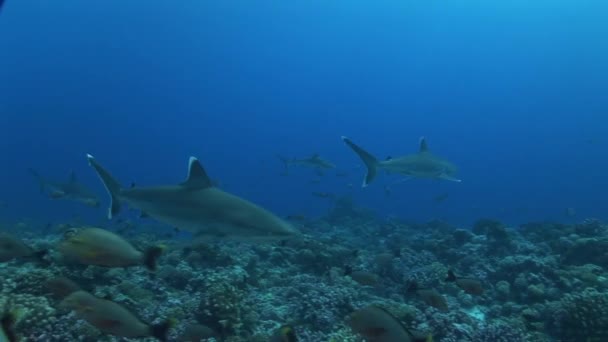 requins argentés sur le récif 