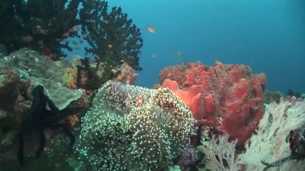 Peces payaso en un coral vivo — Vídeo de stock