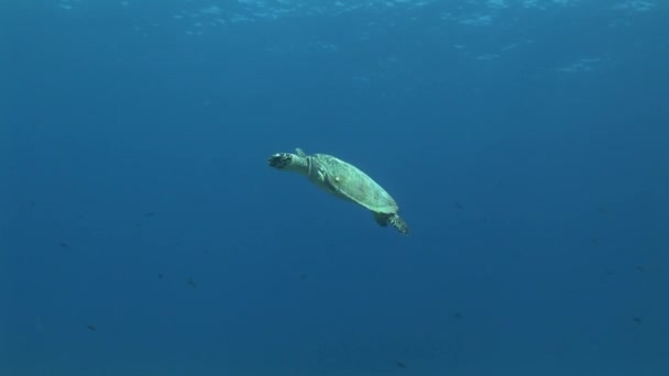 Schildpad zwemt naar oppervlakte — Stockvideo