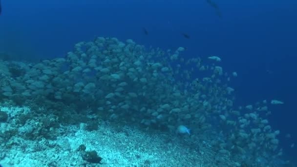 Escola de corcunda snappers no recife — Vídeo de Stock