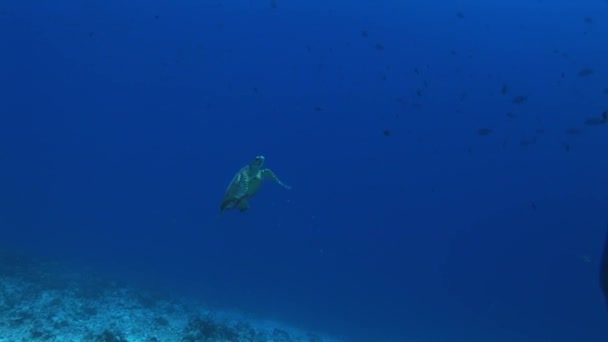 Turtle swims towards camera — Stock Video