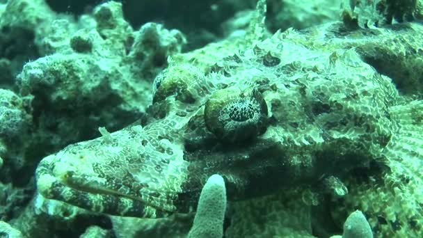 Pesce coccodrillo sdraiato sulla barriera corallina — Video Stock