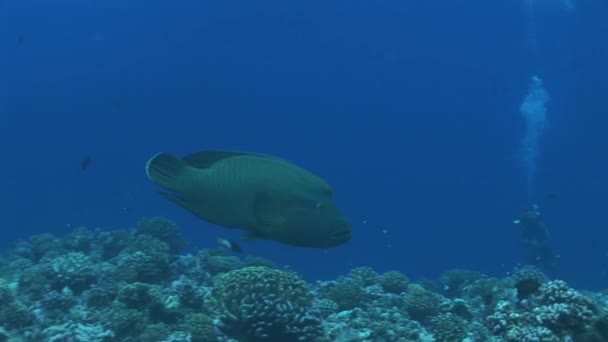 Napoleon wrasse op het koraalrif — Stockvideo