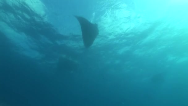Manta ray táplálkozó krill — Stock videók