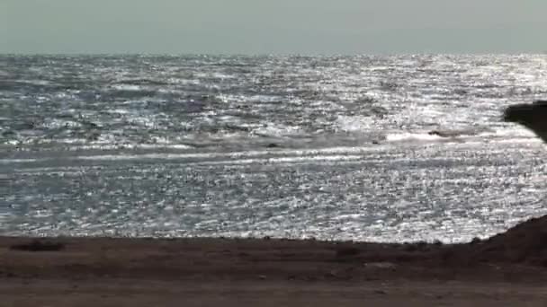 海岸の隣に導かれているラクダ — ストック動画